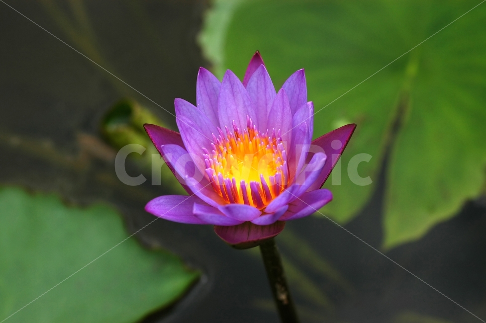 연꽃,수련,연잎,연못,꽃,플라워,식물,자연,한송이,꽃잎,식물,자연,plants,nature,꽃,flower