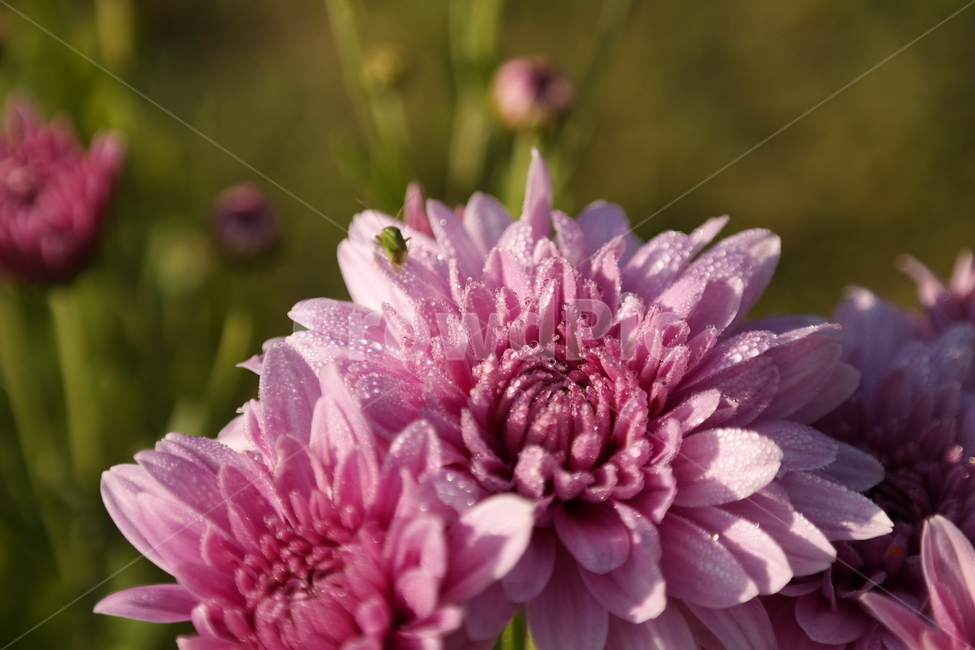 국화,꽃,chrysanthemum,flowers,자연,핑크,분홍