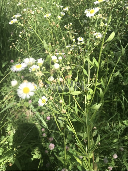 꽃,식물,자연,flower,plant,계란꽃,식물,자연,plants,nature,꽃,flower