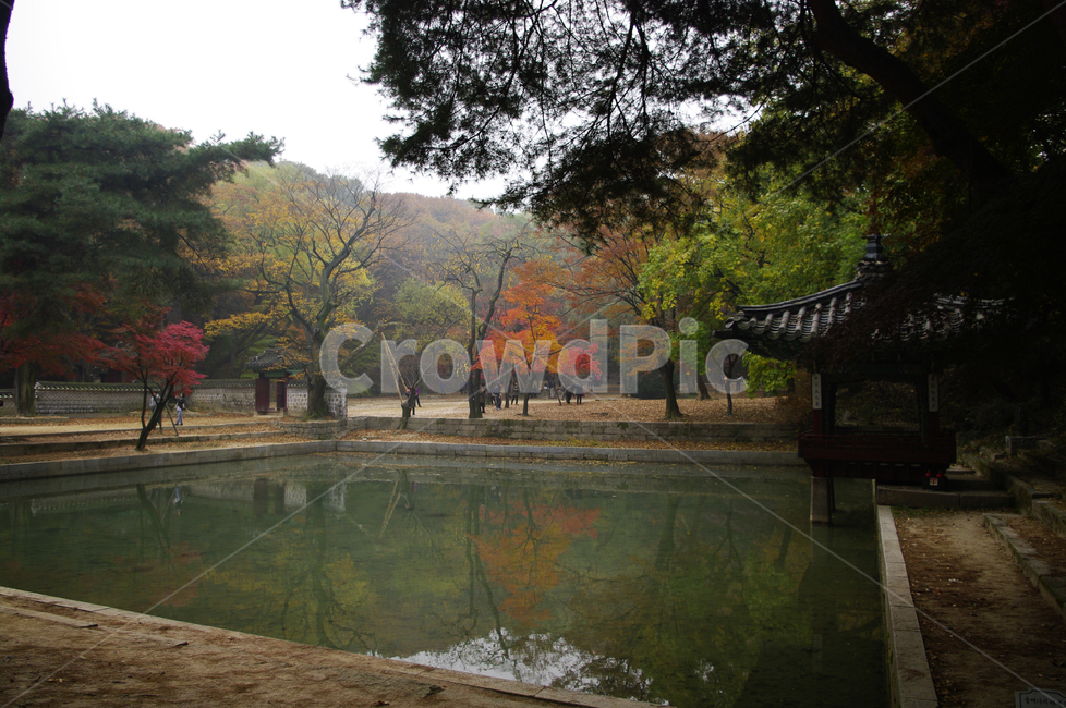 애련지,애련정,창덕궁후원,고궁,건축,전통건축,traditional,전통,기와지붕,가을,fall,나무,식물,plant,단풍,가을,계절,fall,autumn,season,한국전통,한국문화,korean traditional,korean culture,랜드마크,landmark,tourist attraction,한국랜드마크,한국관광지,한국명소,korea landmark,korea tourist attraction,tree