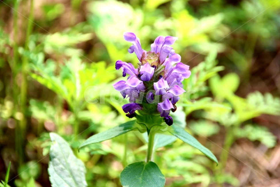 식물,꽃,여름,꿀풀,산,식물,자연,plants,nature,꽃,flower