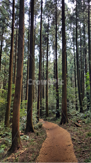 숲,나무,tree,자연,옥외,식물,plant