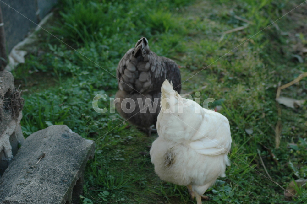 닭,흰닭,검은닭,chicken,닭벼슬,동물,animal,조류,새,birds