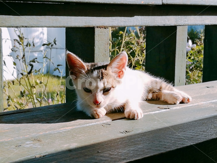 animal,동물,고양이,cat,pet,졸음,낮잠,아기고양이,cute,동물,animal,포유류,mammal,고양이,cat,kitten,kitty