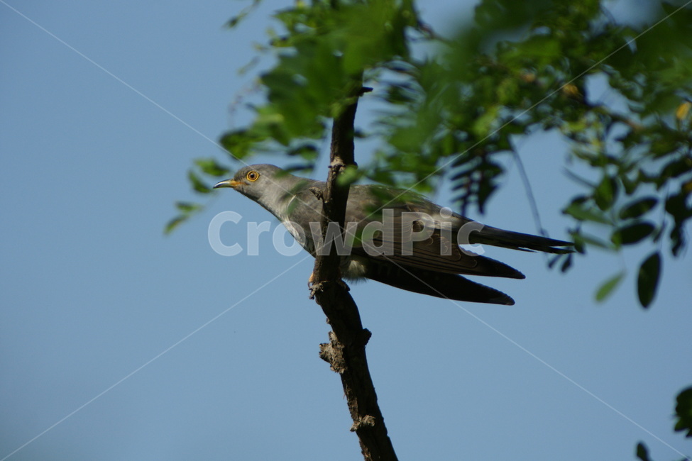 뻐꾸기,철새,여름새,조류,새,동물,animal,조류,새,birds