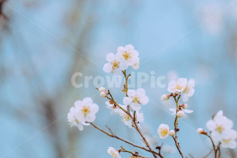 벚꽃,봄꽃,벚나무,봄,스프링,spring,봄나무,따뜻한,꽃,봄,계절,spring,season,식물,자연,plants,nature,꽃,flower,plant
