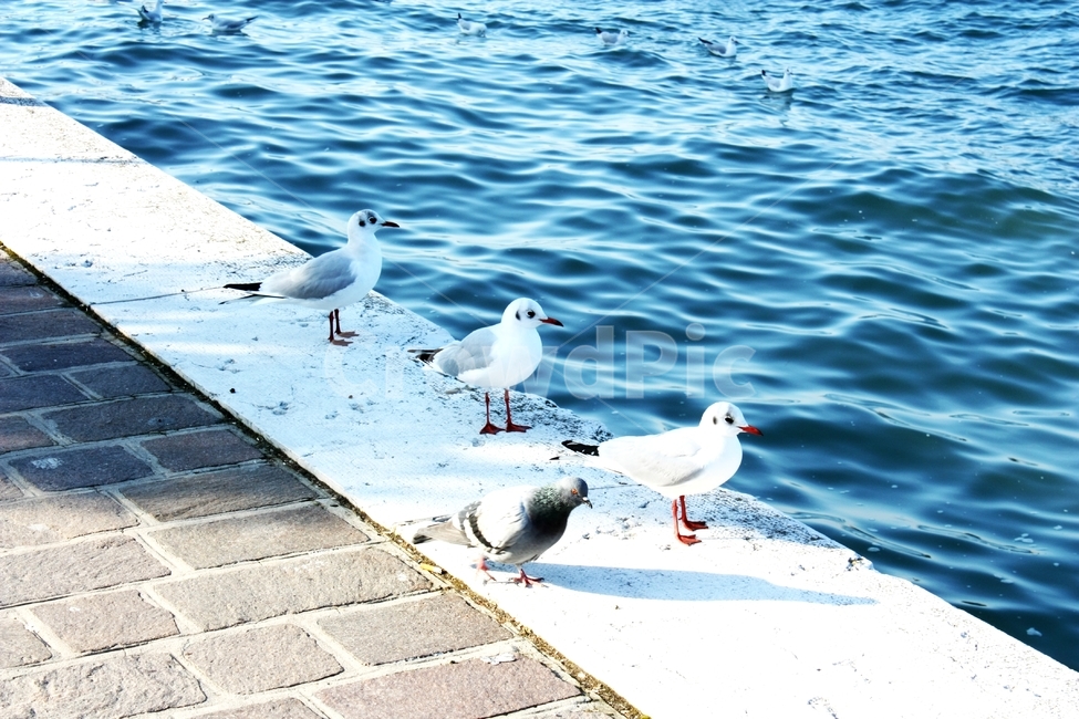 새,베네치아,비둘기,자연,바다,동물,animal,조류,새,birds
