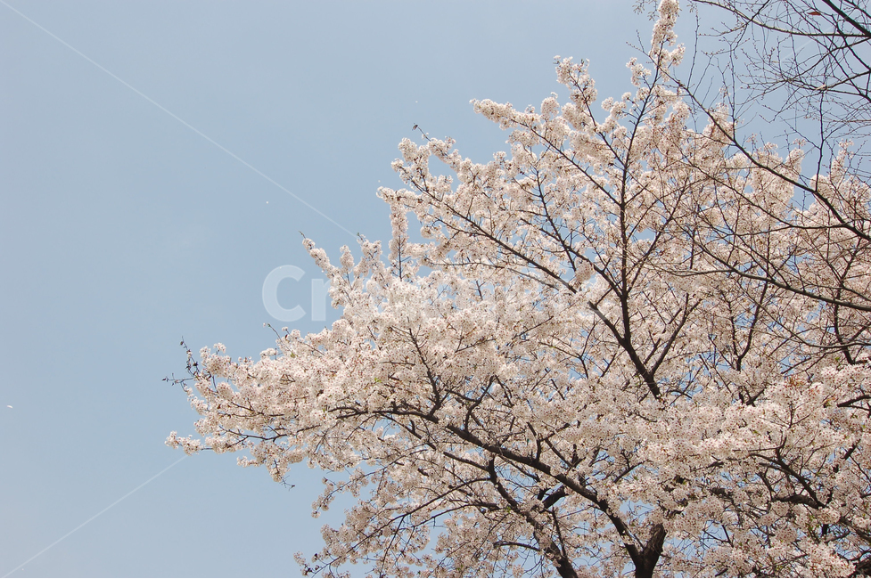 벚꽃,꽃,봄,봄꽃,식물,자연,계절,꽃잎,봄사진,봄이미지,예쁜,화려한,화사한,만개,만발,야생화,배경,백그라운드,바탕,봄배경,봄바탕,배경이미지,배경사진,벚나무,하늘,봄,계절,spring,season,식물,자연,plants,nature,꽃,flower,나무,trees,wood,plant,blossom