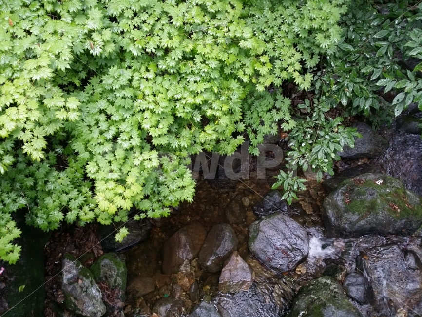 계곡,잎,바위,여름,자연,나무,시원한,단풍나무,명암,배경화면,식물,자연,plants,nature