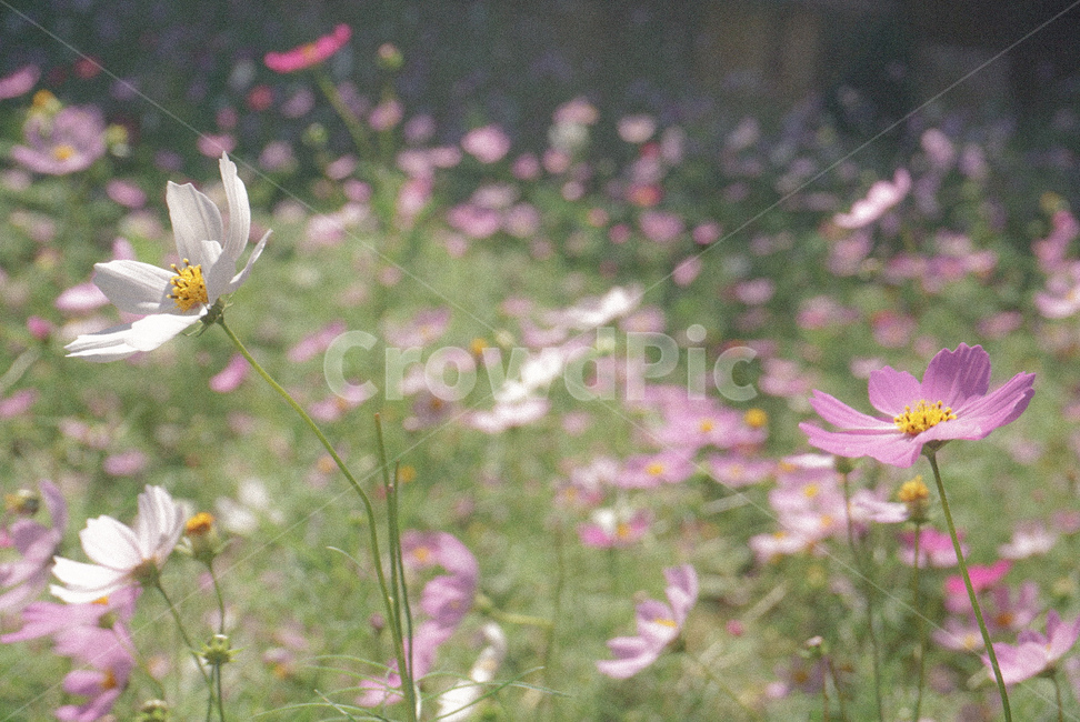 코스모스,가을꽃,가을,꽃,식물,분홍색,흰색,가을,계절,fall,autumn,season,식물,자연,plants,nature,꽃,flower,plant,daisies,데이지,blossom,daisy,petal,꽃잎,anemone,아네모네