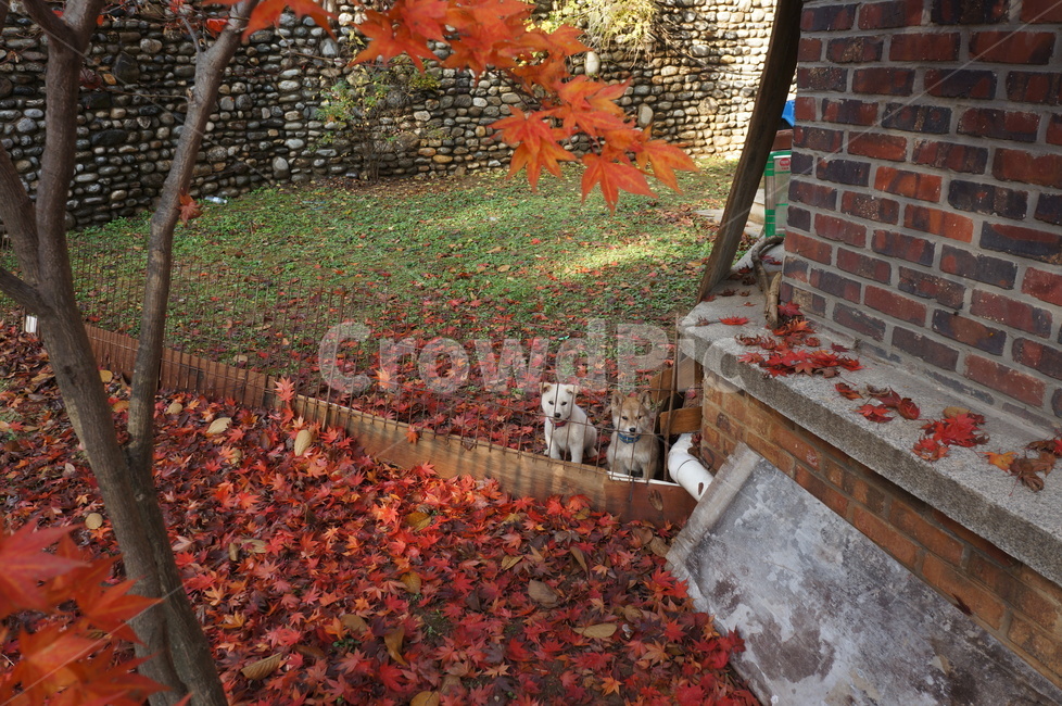 가을,단풍,개,강아지,autumn,dog,puppy,fall,멍멍이