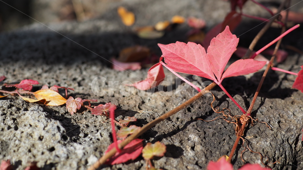 식물,잎,단풍,가을,덩쿨,leaf,plant,autumn,vine,가을,계절,fall,autumn,season,tree,나무