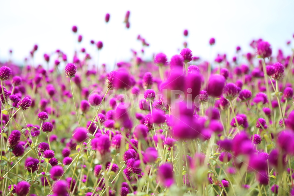천일홍,천일홍축제,자연,식물,꽃