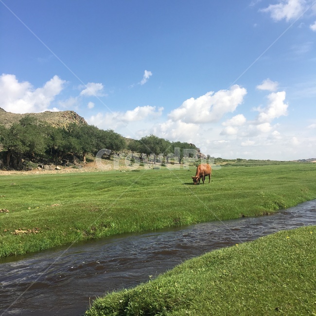 초원,소,동물,들,강,river,grassland,목초지,자연,nature,outdoors,자연,풍경,nature,landscape