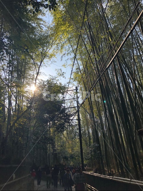 대나무숲,자연,힐링,풍경,나무,자연,풍경,nature,landscape,flare,플레어,light,빛,sunlight,햇빛