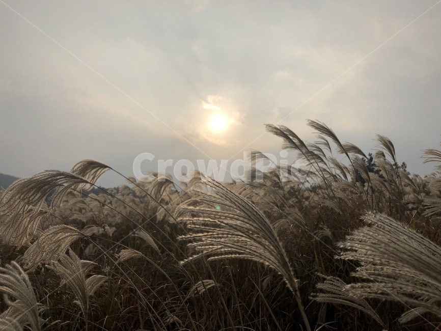 제주도,jeju,jejuisland,억새풀,억새,오름,억새풀언덕,언덕,dslr,canon100d,자연,풍경,nature,landscape,grass,잔디,plant,식물,lawn,reed,갈대