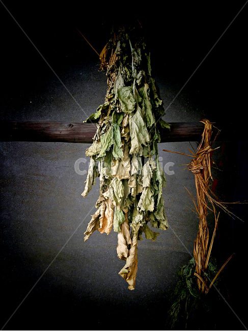 시래기,무청,식재료,음식,요리,plant,식물,시골풍경