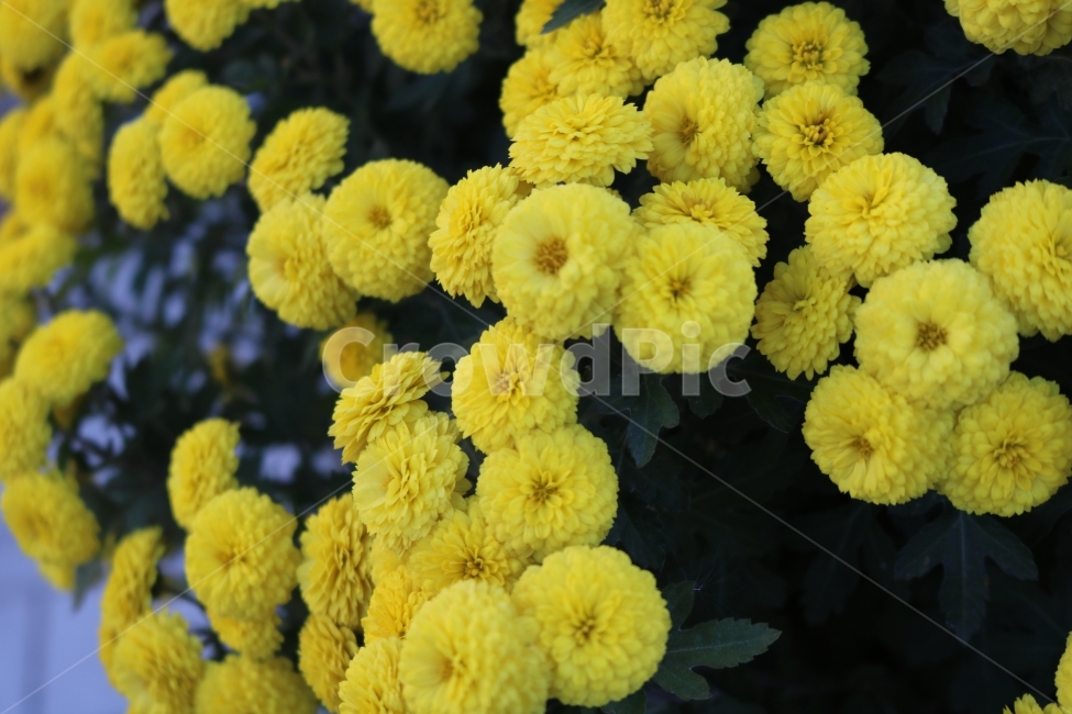 꽃,flower,자연,가을,노랑,식물,자연,plants,nature,꽃,flower