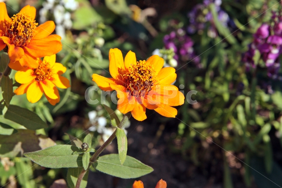 plant,식물,꽃,flower,yellow