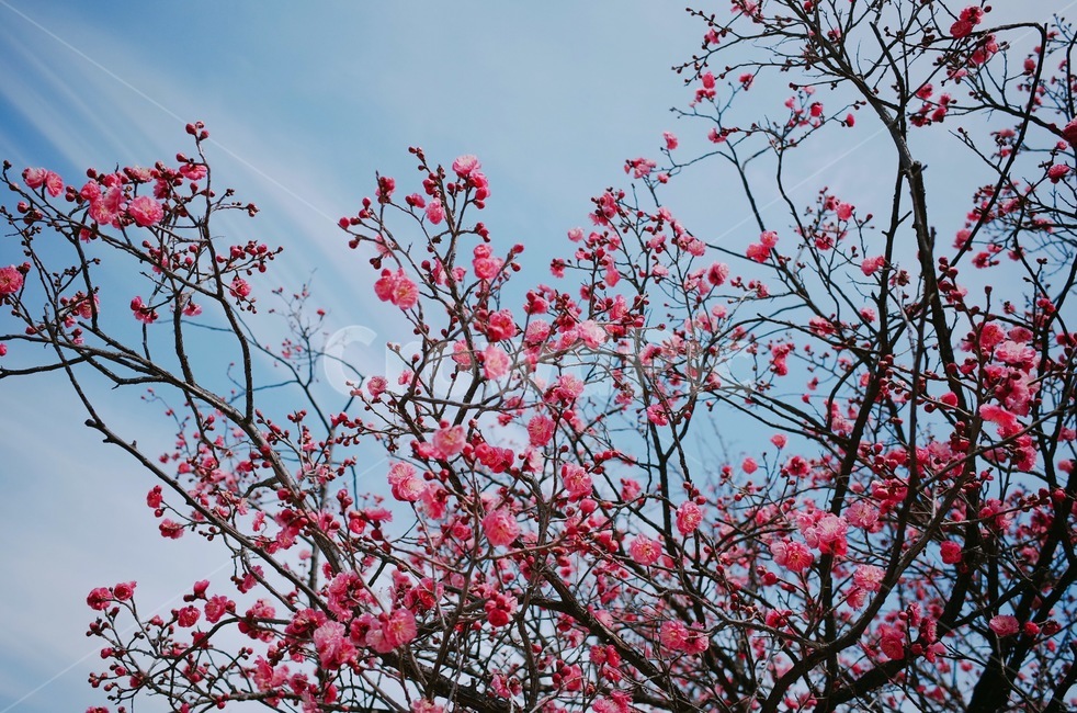 꽃,홍매화,나무,봄,계절,spring,season,식물,자연,nature,flower,하늘,봄,계절,spring,season,식물,자연,plants,nature,꽃,flower,plant,blossom