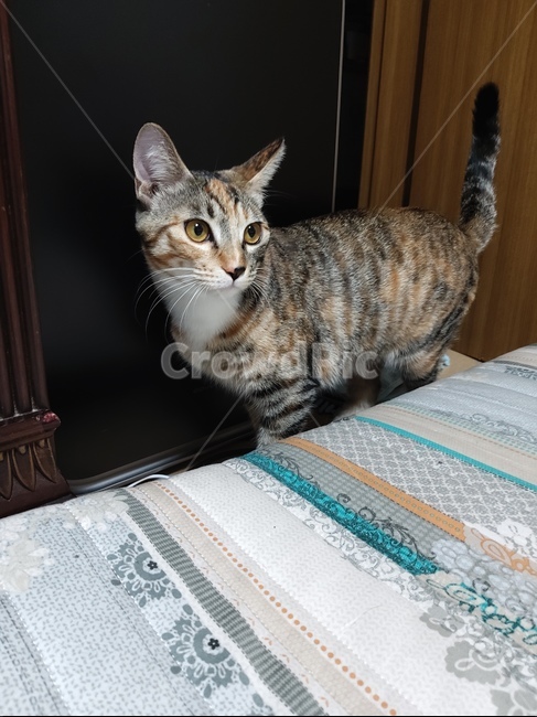 pet,동물,mammal,애완동물,cat,포유류,고양이,animal,동물,animal,포유류,mammal,고양이,cat,kitten,kitty