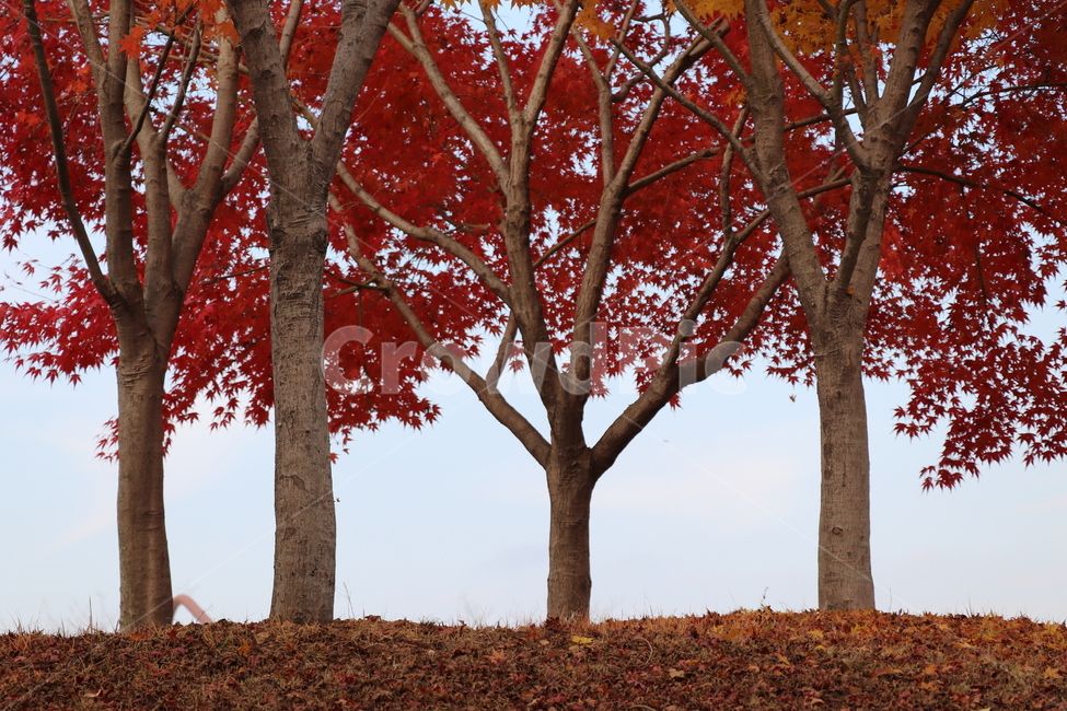 tree,나무,plant,식물,treetrunk,나무줄기,가을,계절,fall,autumn,season,식물,자연,plants,nature
