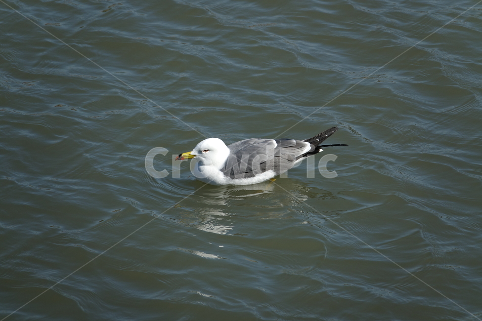 갈매기,animal,동물,bird,새