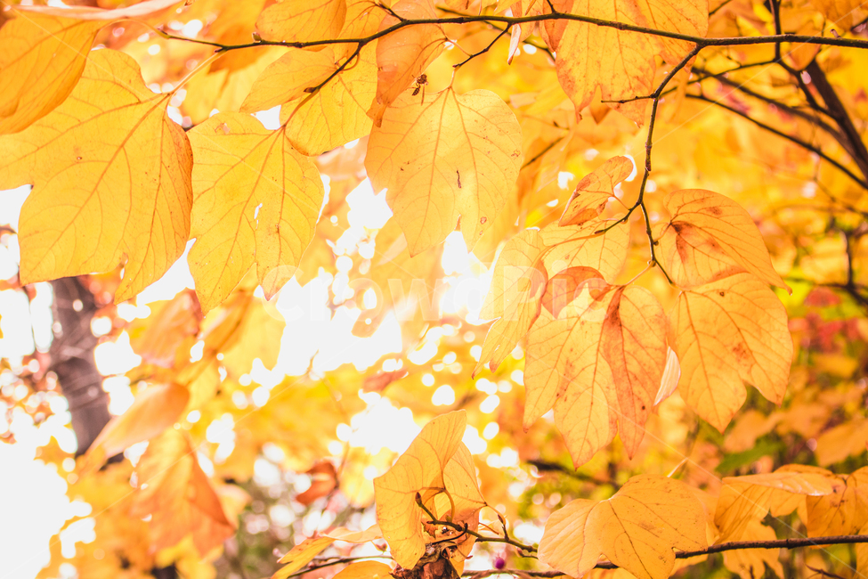 leaf,잎,plant,식물,tree,나무,maple,단풍,yellow,낙엽,가을,atumn,fall,가을,계절,fall,autumn,season