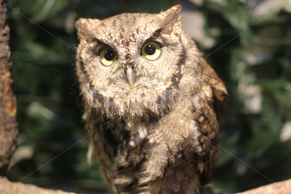 후쿠로우,일본,올빼미,올빼미카페,ふくろう,동물,animal,조류,새,birds