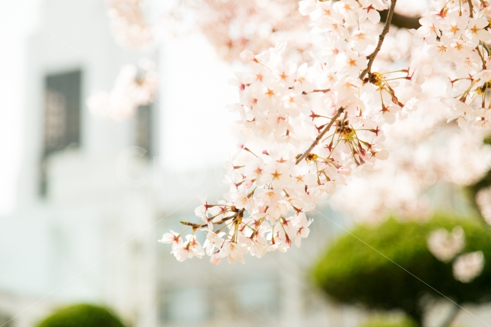 벚꽃,봄,풍경,자연,핑크,식물,자연,plants,nature,감성,sensible,feeling,봄,계절,spring,season,꽃,flower,plant