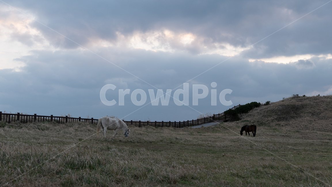 grassland,목초지,field,옥외,outdoor,들,송악산,제주,제주도,jeju,송악산둘레길,풍경,자연,landscape,nature,제주마,말,horse,제주도,jeju,jeju island,동물,animal,포유류,mammal,목축업,목장,livestock farming,ranching,pasture