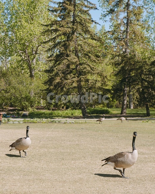 goose,거위,캐나다,공원,프린스파크,알버타,캘거리,동물