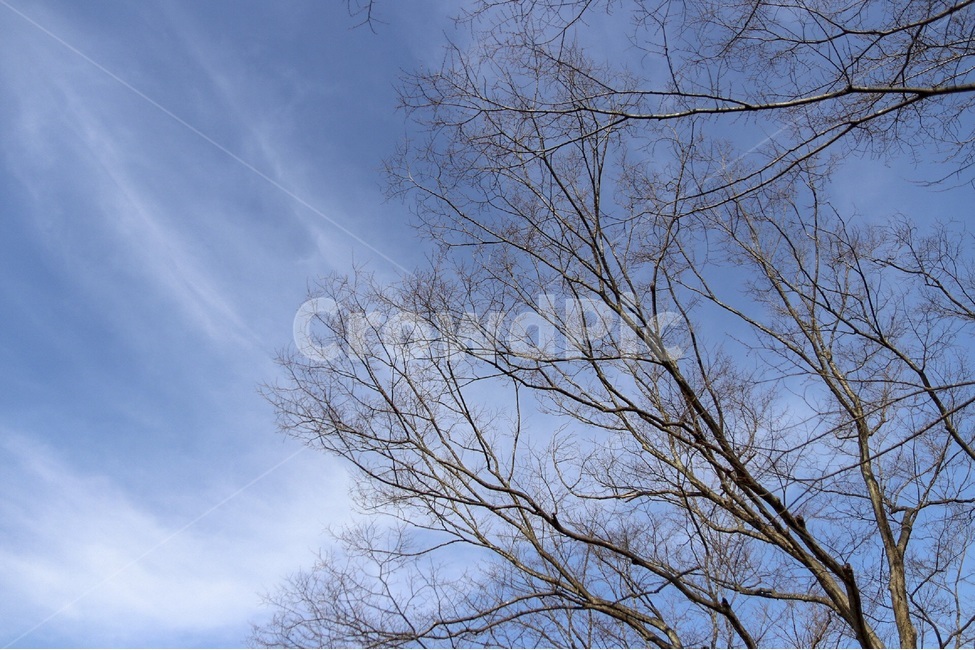 나무,tree,나뭇가지,branch,풍경,landscape,하늘,sky,식물,자연,plants,nature,나무,trees,wood