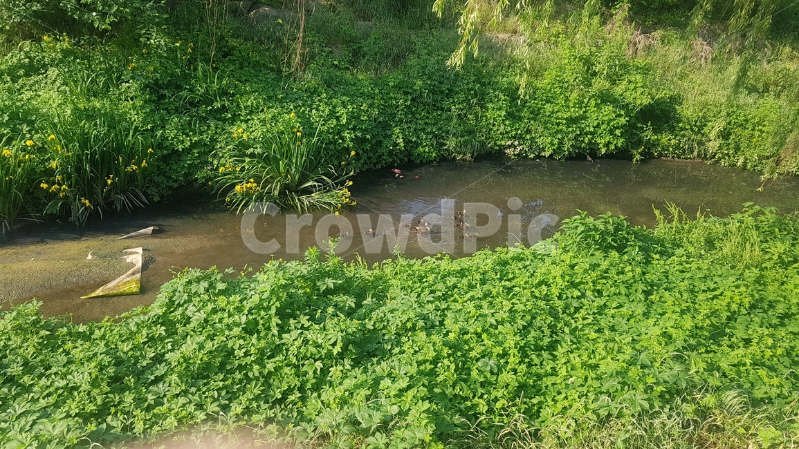 오리,duck,조류,오리과,물가,자연,풍경,nature,landscape,outdoors,옥외,land,땅,water,물