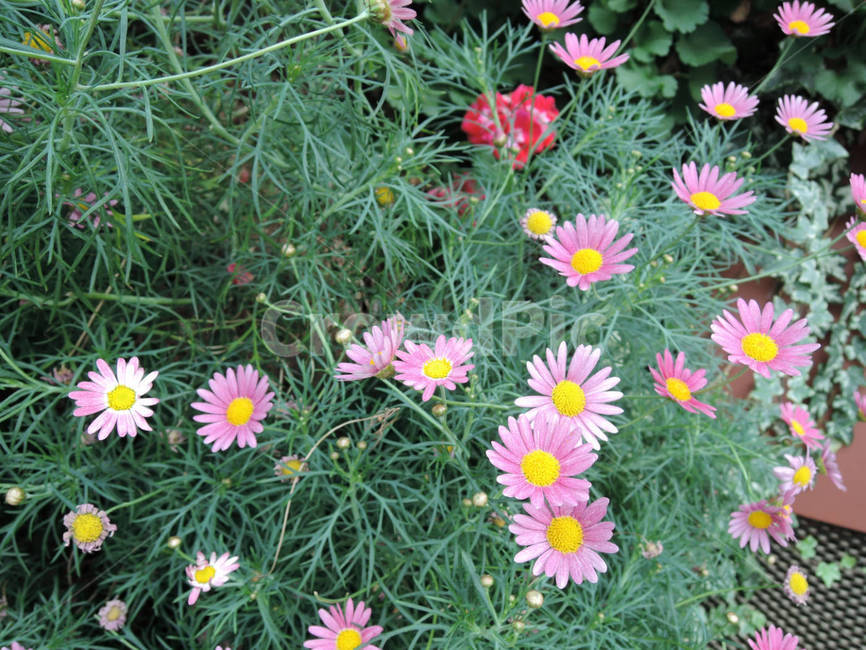 꽃,식물,flower,가든,garden,정원,예쁜,화려한,식물,자연,plants,nature,꽃,flower