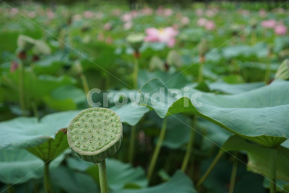 연꽃,꽃,연못,봄,여름,식물,초록이,정원,연잎,plant,flower,blossom,lotus