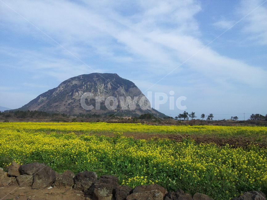 산방산,제주,제주도,꽃,유채꽃,봄,풍경,자연,산,제주도,jeju,jeju island,nature,자연,outdoors,옥외,grassland,목초지,field,들