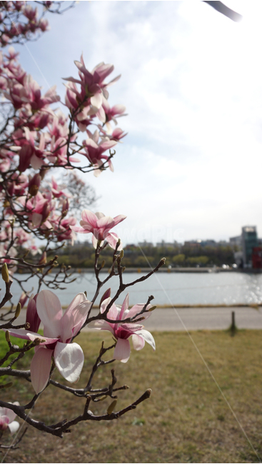 자주벚꽃,벚꽃,자주색벚꽃,봄,호수,꽃,미사리,미사리조정경기장,미사리경정공원,garden,cherryblossoms,purplecherryblossoms,식물,자연,plants,nature,꽃,flower