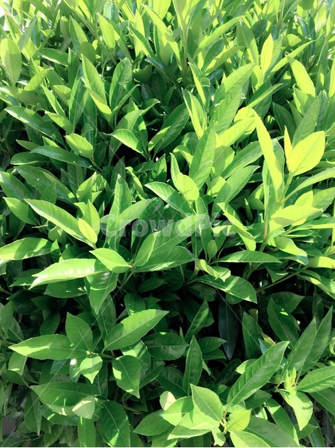 초록,잎,식물,자연,나무,식물,자연,plants,nature