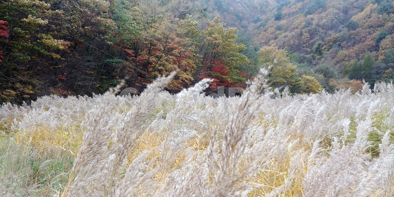억새,갈대,단풍,가을,시내,물,나무,plant,tree,water,빨간색,노란색,노랑,빨강,울긋불긋