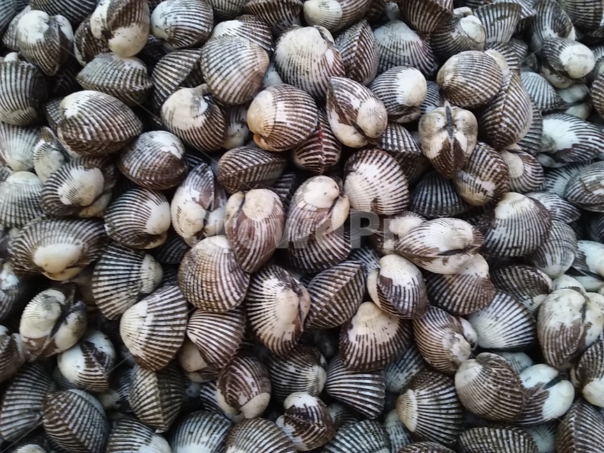 조개,해산물,회색,건강,grey,음식,식재료,요리,food,cook,meal,dishes,food reserves,수산물,해산물,fishery products,seafood