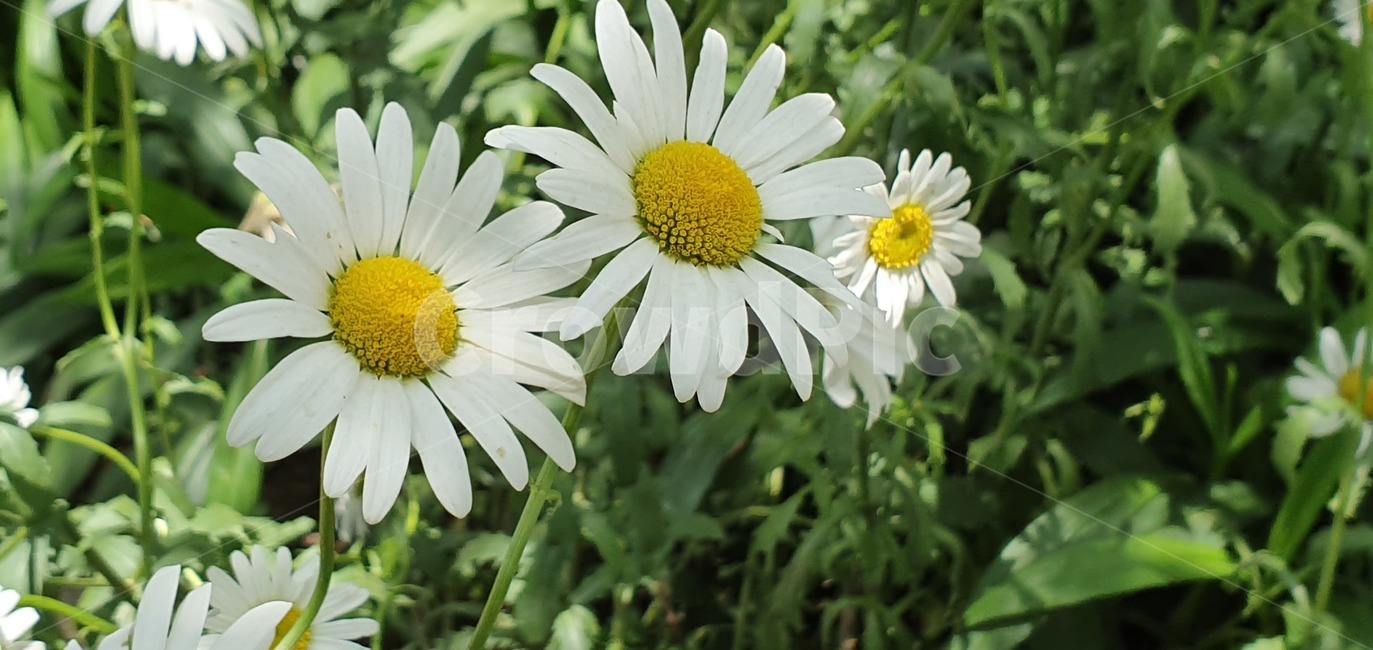 꽃,식물,들국화,데이지,plant,flower,blossom,daisy,white,식물,자연,plants,nature,꽃,flower