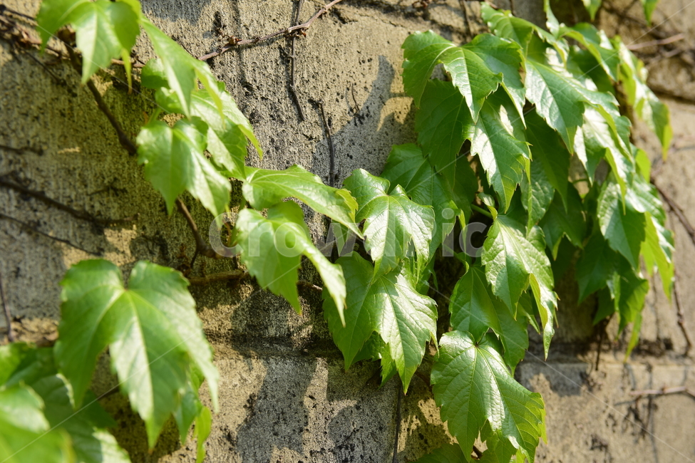 담쟁이덩쿨,담쟁이,담벼락,식물,배경,자연,nature,plant,background,백그라운드,자연이미지,자연배경,바탕,넝쿨,잎사귀,담쟁이덩굴,넝쿨식물