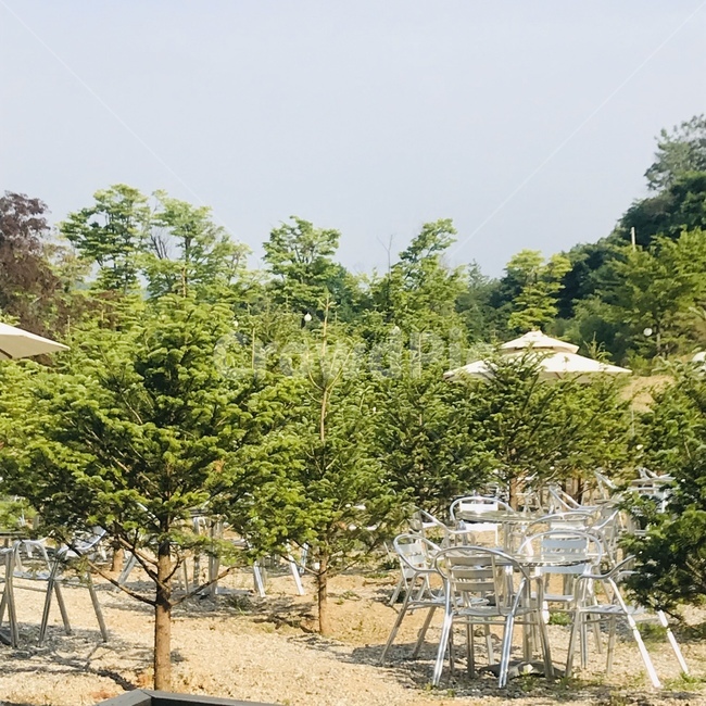 tree,나무,식물,plant,식물원,식물,자연,plants,nature,나무,trees,wood