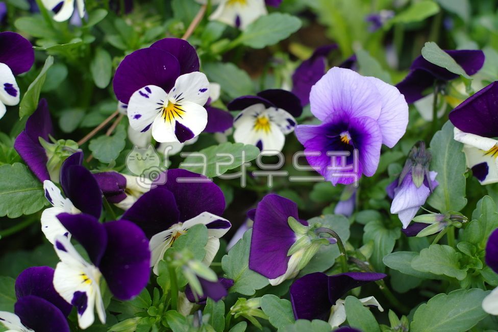 꽃,보라색꽃,팬지,봄꽃,봄,보라꽃,flower,pansy,aflowergarden