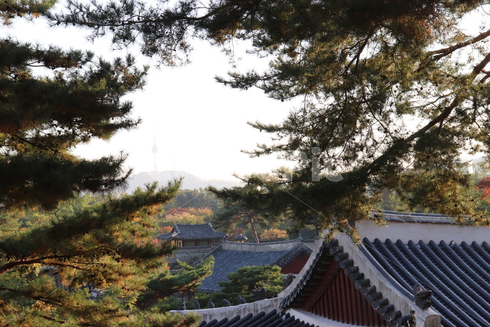 자연,한옥,지붕,나무,창덕궁,nature,소나무,남산타워