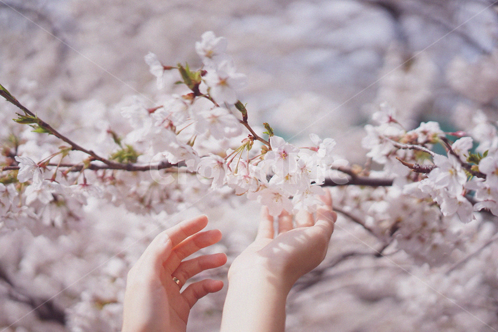벚꽃,사쿠라,봄꽃,봄,spring,cherryblossom,봄,계절,spring,season,식물,자연,plants,nature,꽃,flower,사람,인물,인간,human,person,신체일부,몸,body,감성,sensible,feeling,plant