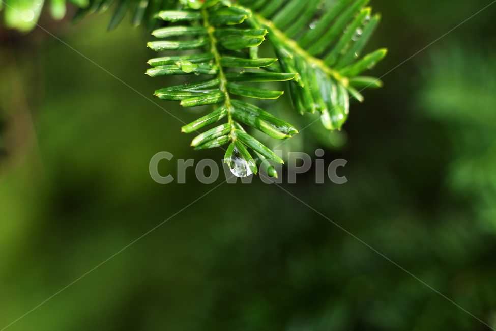wetlesves,leaf,물방울,잎사귀,나뭇잎