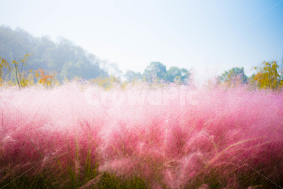 핑크뮬리,꽃,분홍꽃,갈대,핑크갈대,가을,계절,fall,autumn,season,grass,잔디,plant,식물