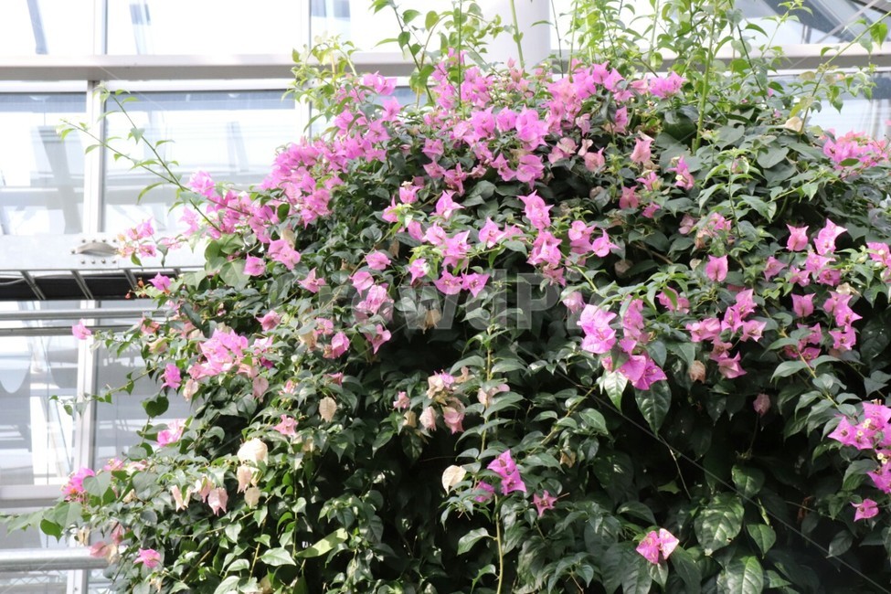 나무,정원,꽃,꽃잎,아름다운,tree,식물,자연,plants,nature,꽃,flower
